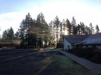 Sunrise through the trees