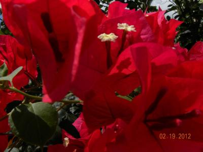 Only God Can Create This Beautiful flowers from the Carribean